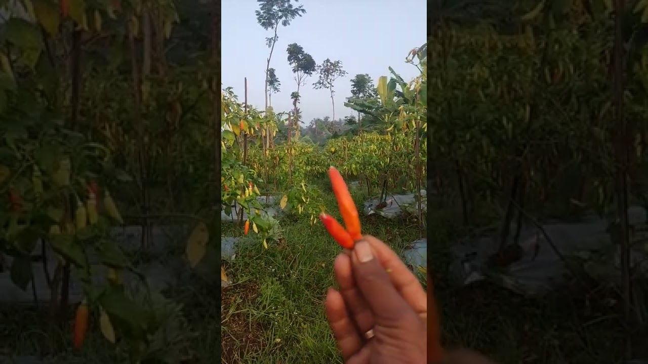 Perbedaan cabe rawit viral dan rawit ori