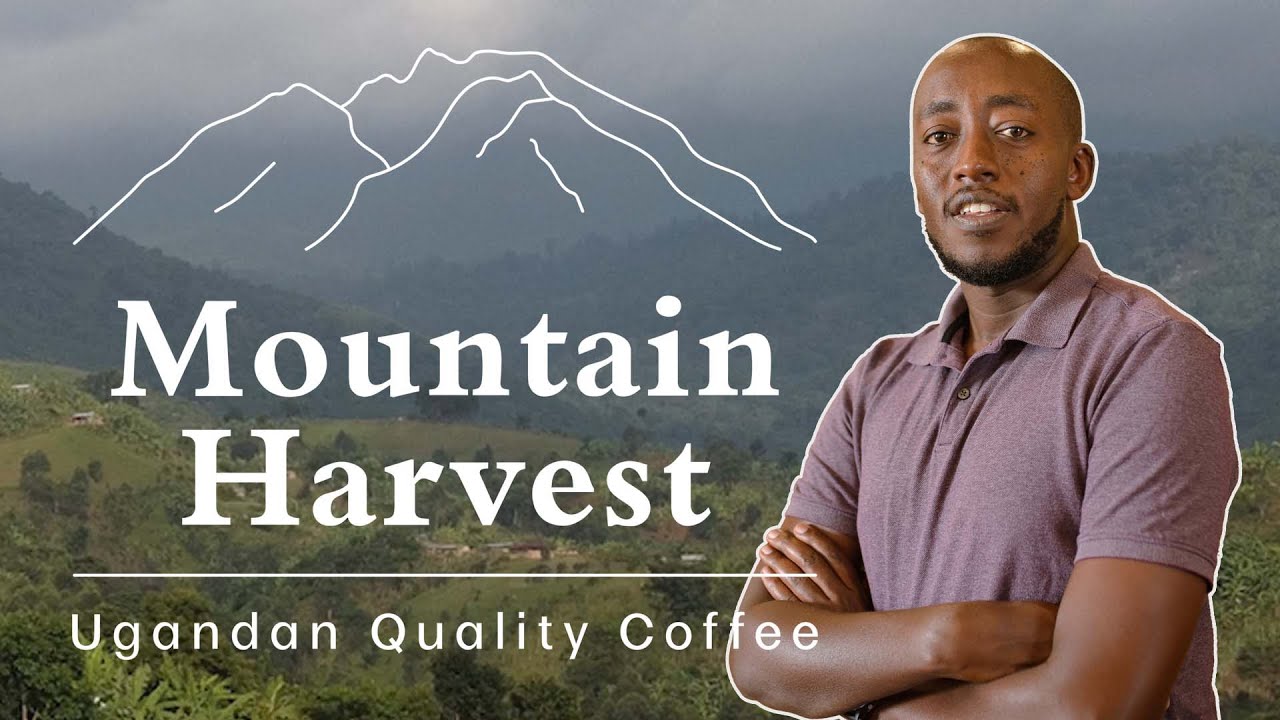 Mountain Harvest - Uganda Quality Coffee & Quality Impact