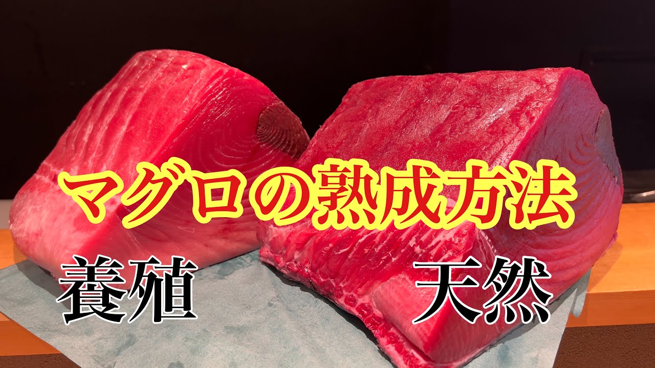 マグロの熟成方法！！乾燥熟成が最高👍#釣り#寿司#ビジネス