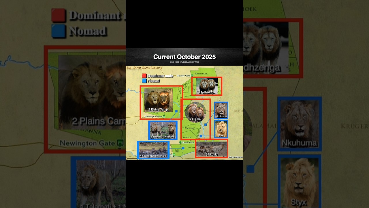 Lion territory in Sabi Sand, late 2025 