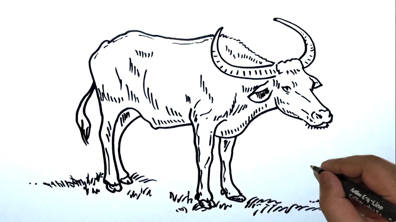 How to Draw a Water Buffalo Easy.