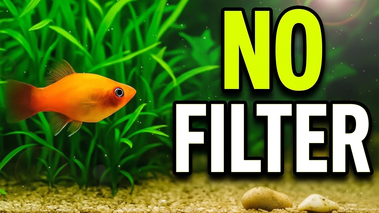 Walstad Method Aquarium &ndash; The Truth About No-Filter Ecosystem Aquariums