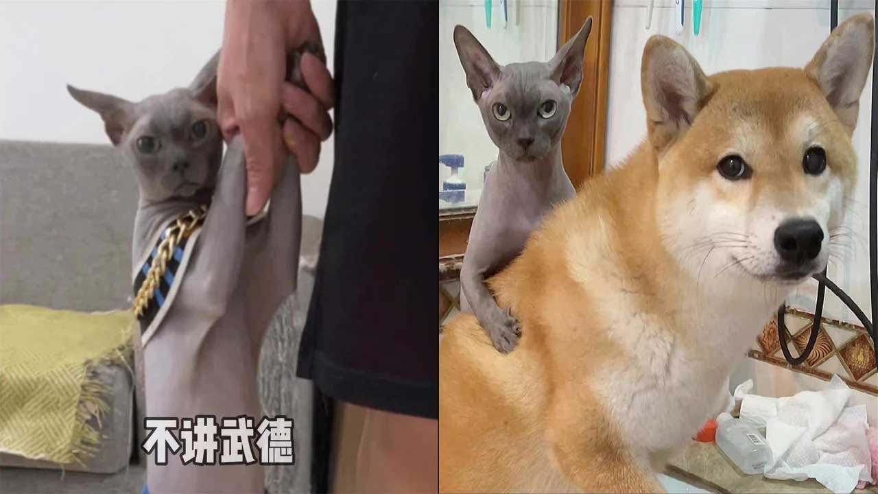 【奧斯卡一家的歡樂日常】无毛猫洗澡/搓泥/掉色/挤黑头的日常