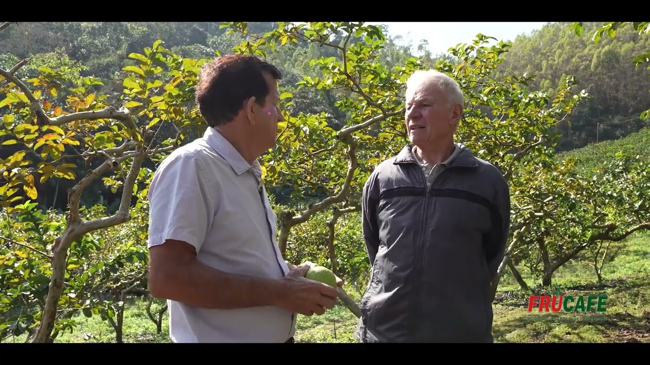 Qual &eacute; a aduba&ccedil;&atilde;o que o Sr. Jos&eacute; Corti faz na Goiaba antes da poda?