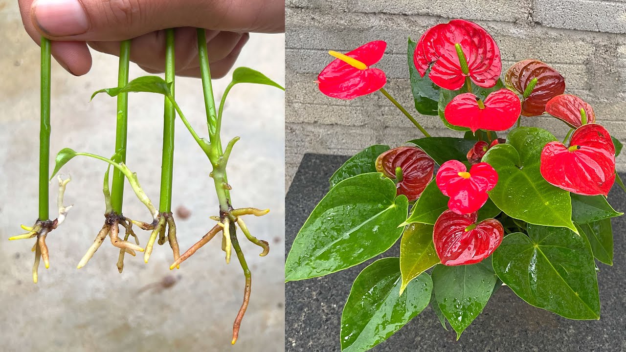 Cách trồng cây hồng môn bằng cuốn lá | Anthurium Plant Care
