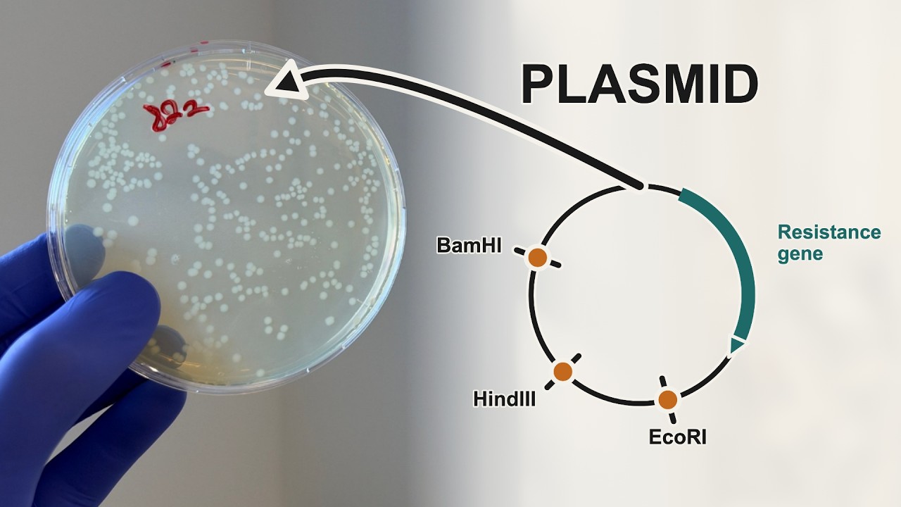 How to transform plasmid DNA into E. coli using heat shock