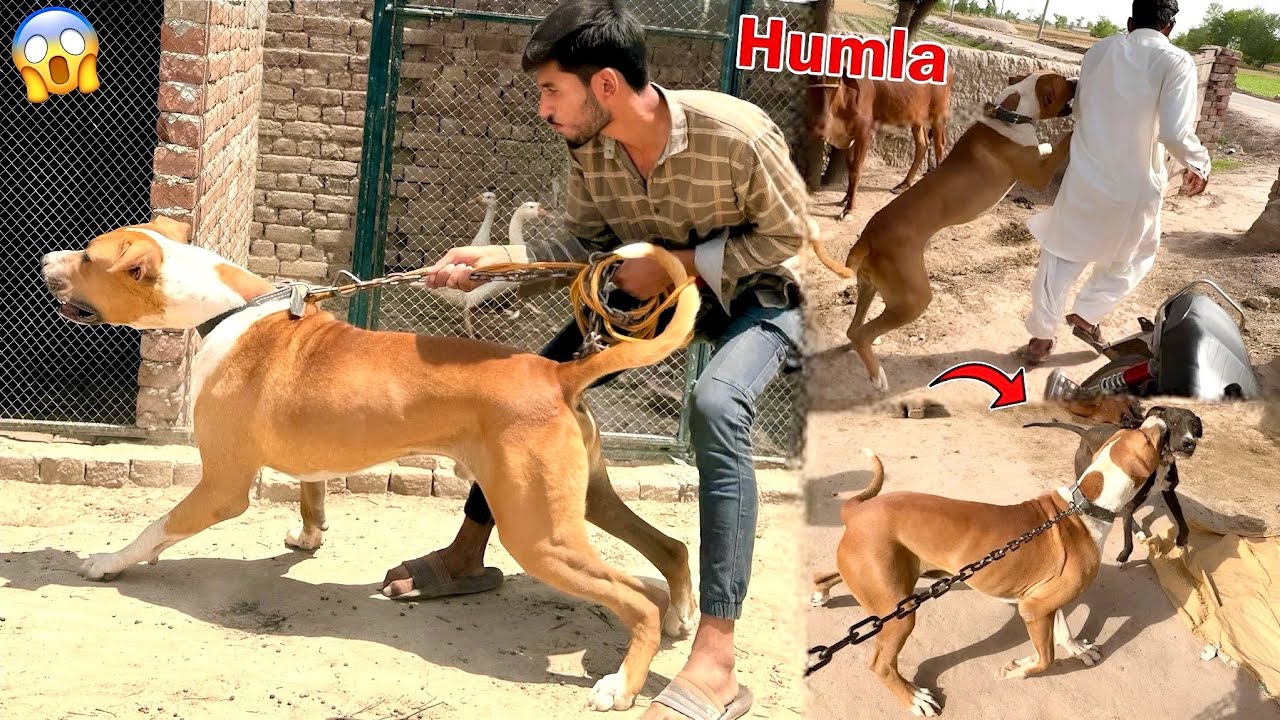 Heavy Bully Dog Pet House Main Le Ay😍