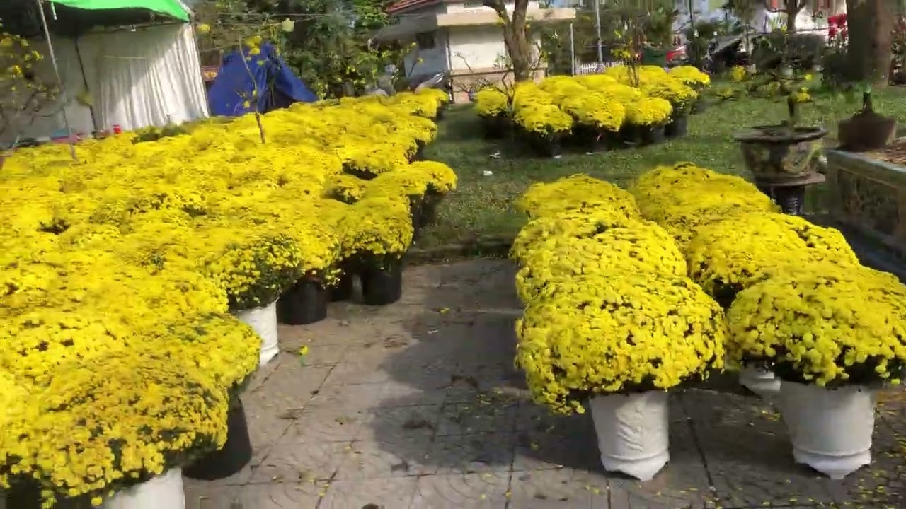 Đi chợ Tết 🧧 
