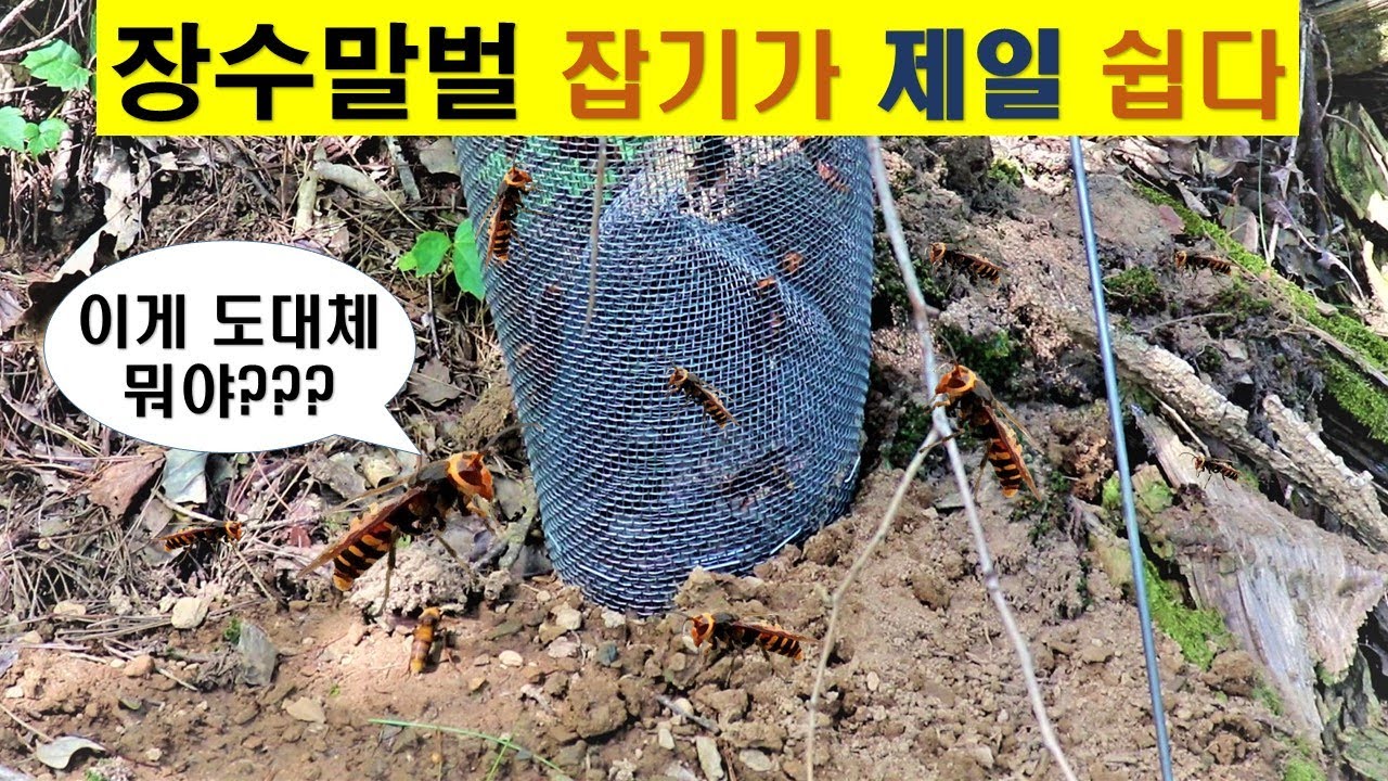 장수말벌 이것만 있으면 전멸 시킵니다[