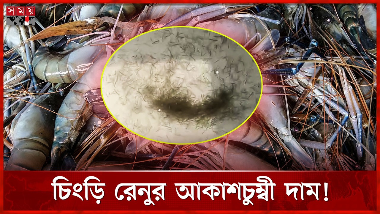 সাতক্ষীরায় চিংড়ি চাষিদের মাথায় হাত | Shrimp Farmer | Satkhira News | Somoy TV