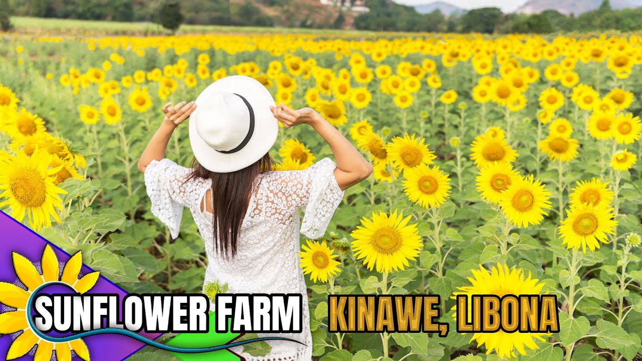 SUNFLOWER FARM KINAWE, LIBONA BUKIDNON  | HD | ZC EXPLORE PH