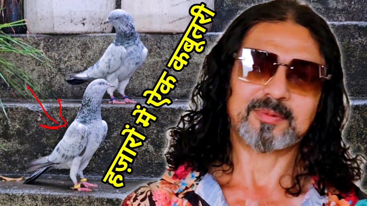 Tonk Wale Kabootar | Bajre Kabootar of Faizan Shaikh Tonk|by Rizwan Ali Sabri | Jaipur tonk Pigeons