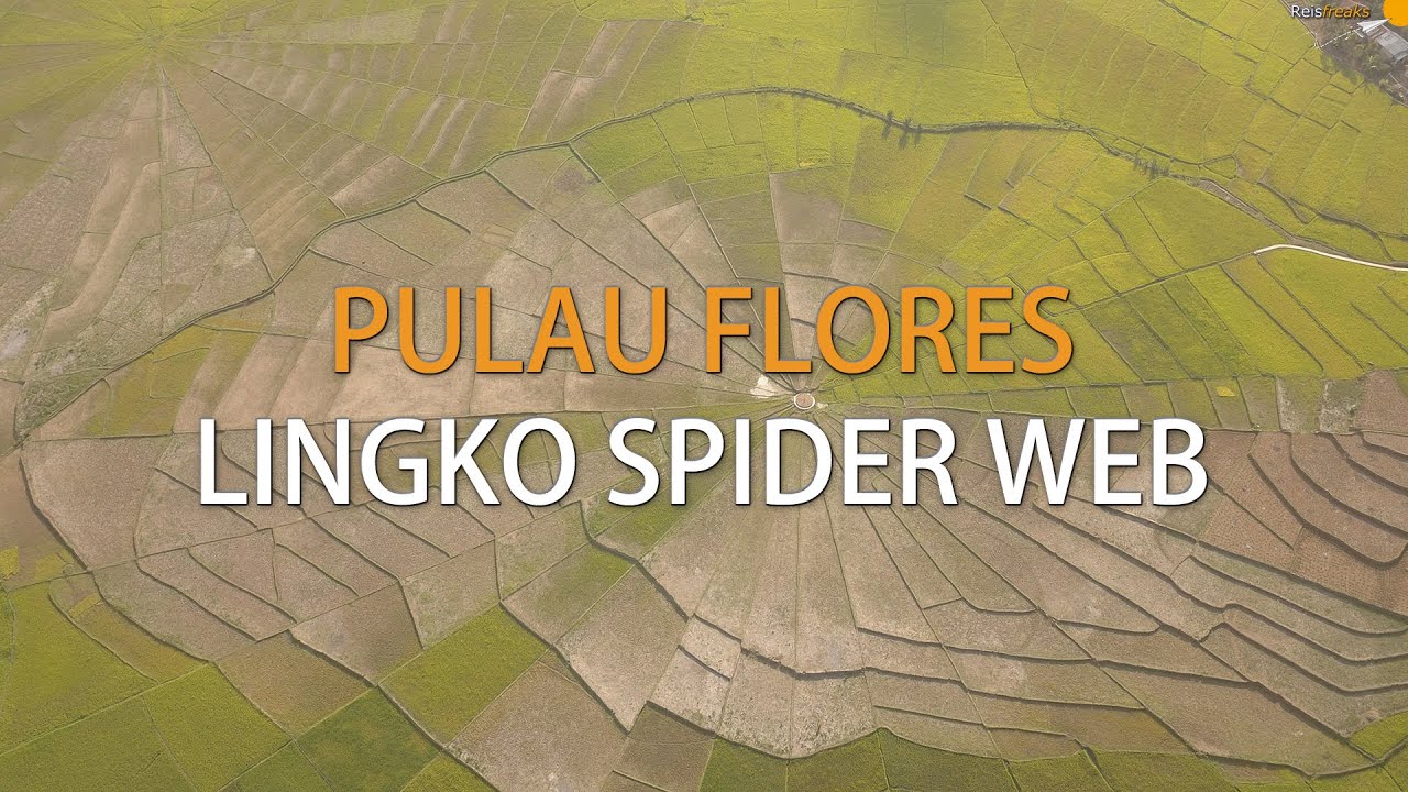 Cancar | Lingko Spider Web Rice Fields | Drone 4K | Flores, Indonesia