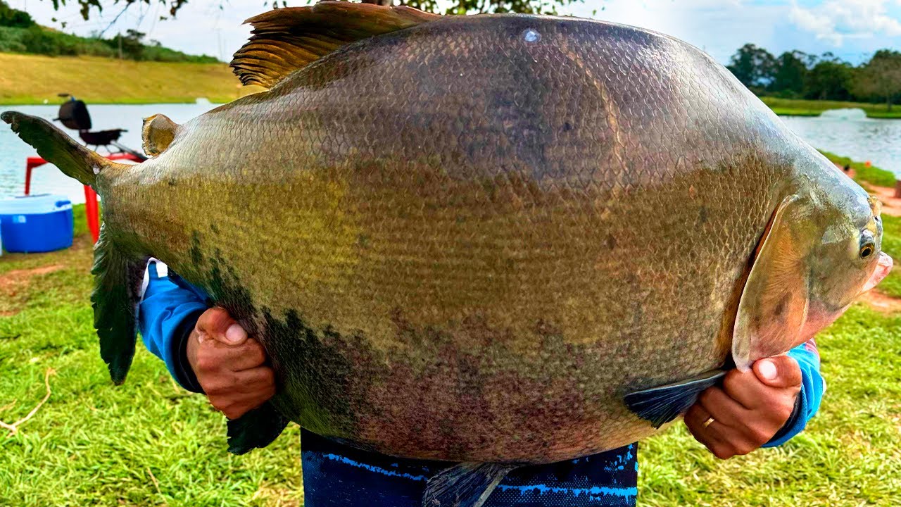 IMPRESSIONANTE, PEIXE GIGANTE DE 40KG! PESCARIA INSANA