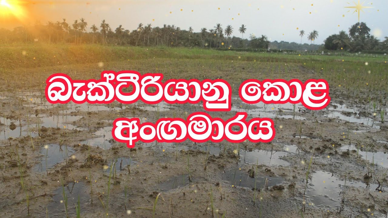 බැක්ටීරියානු කොළ අංගමාරය | Baktiriyanu kola angamaraya| RRDI | වී වගාවේ රෝග | Bacterial leaf blight