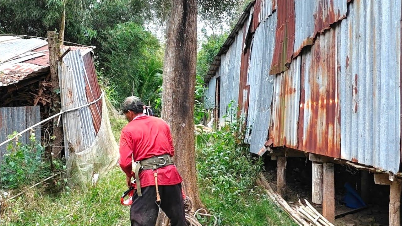 Cưa cây Tràm Bông Vàng Siêu Cao và cây Xoài To nằm giữa những ngôi nhà.