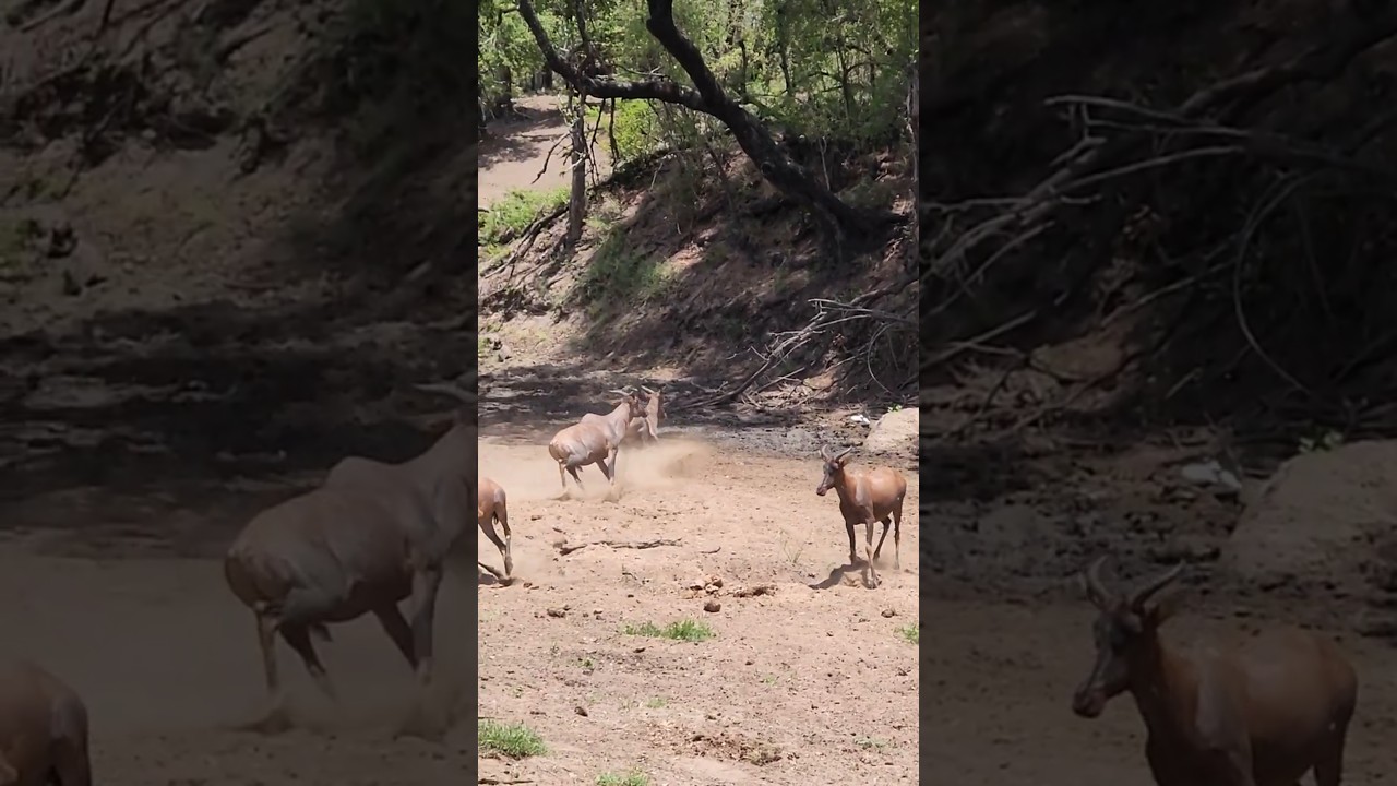 Tsessebe sighting close to Mopanie rest camp in the Kruger Par