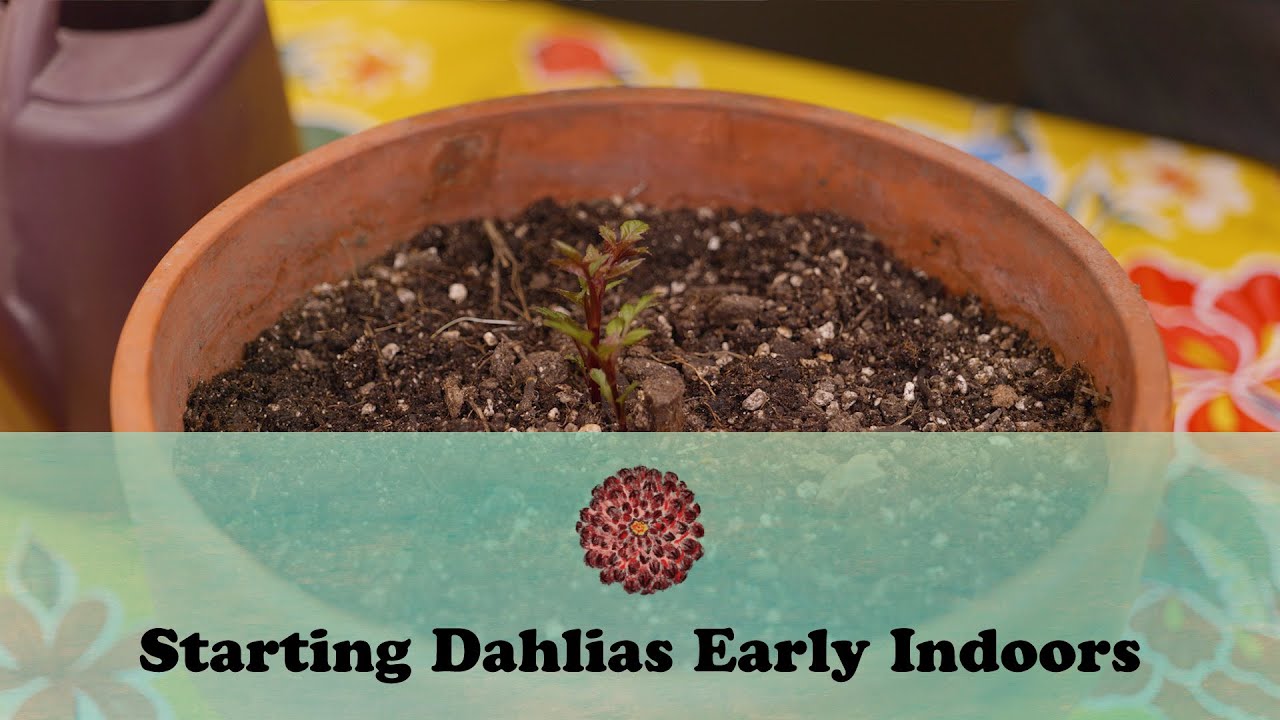 Starting Dahlias Early Indoors | Let's Grow Stuff
