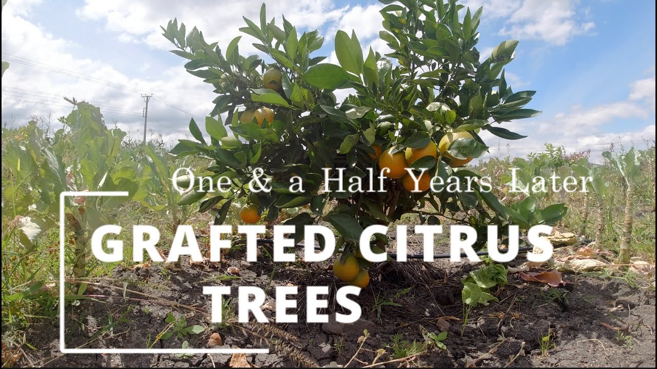 Grafted Citrus Trees 1.5 Years Later | From Hard Soil to Sweet Fruits #pixie