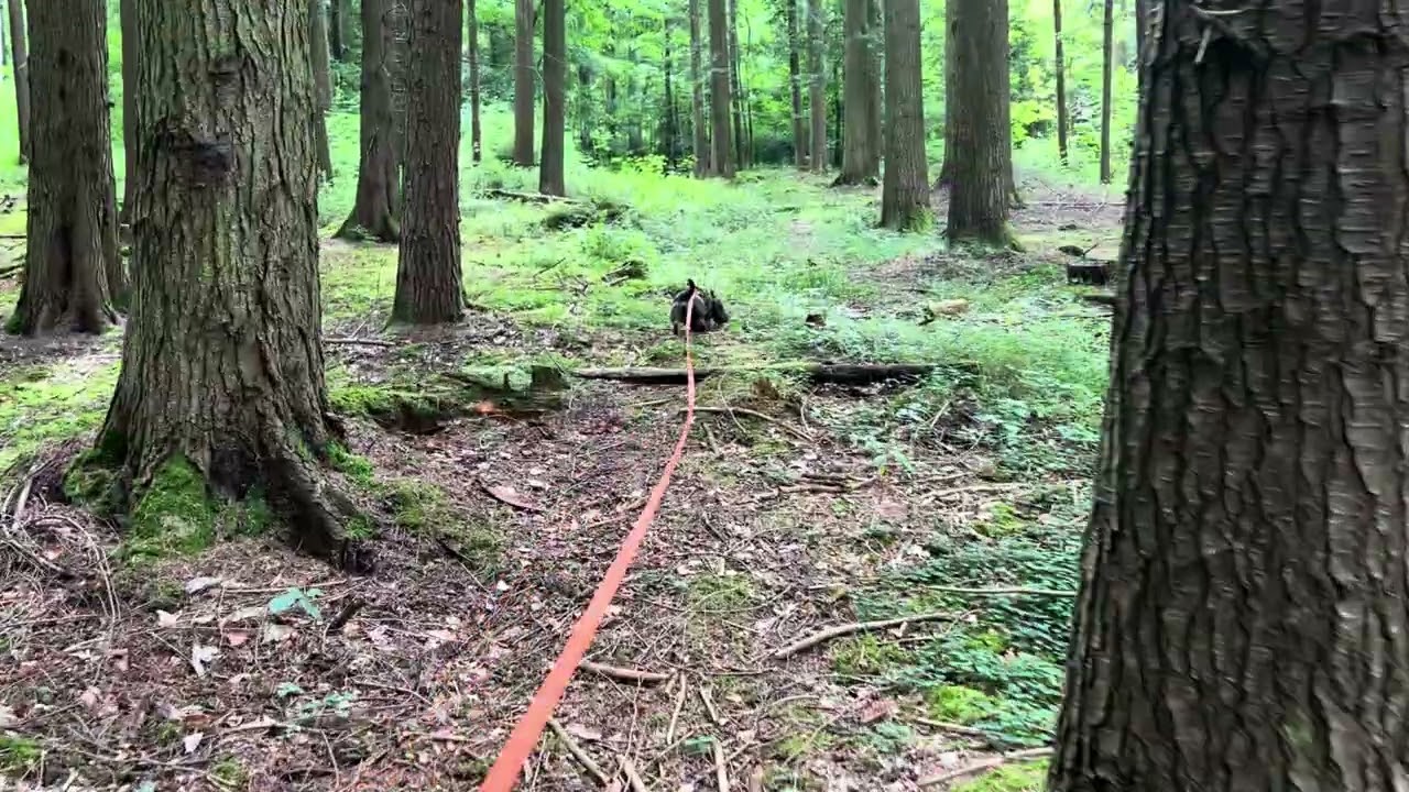 Üben für die Verbandsschweißprüfung. Nachsuchen mit Dackel auf Fährtenschuh Fährte 500m