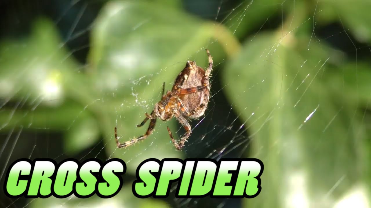 Araneus Diadematus-European Garden Spider/Cross Spider 4K