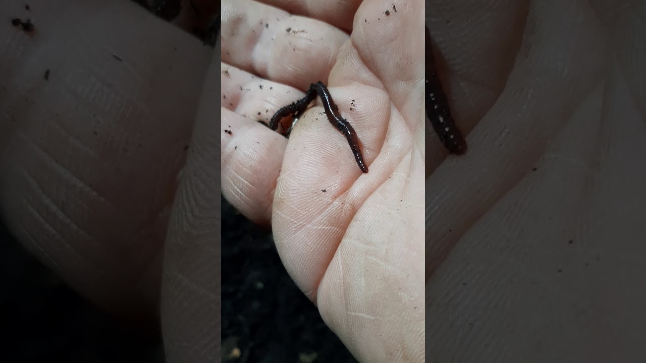 Kalifornijos sliekai Kompostavimas