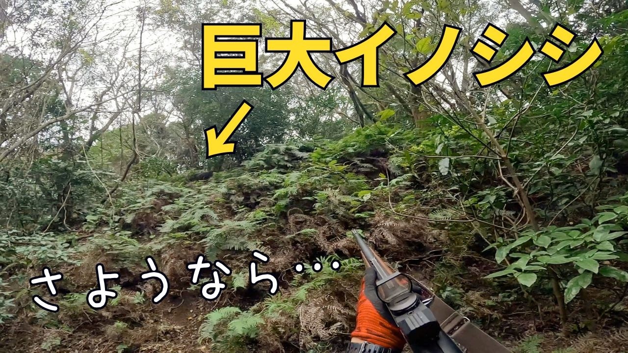 今年初の有害鳥獣駆除活動で猟犬ブッチャーがイノシシの寝屋でやり出した結果、巨大イノシシの群れが！！！