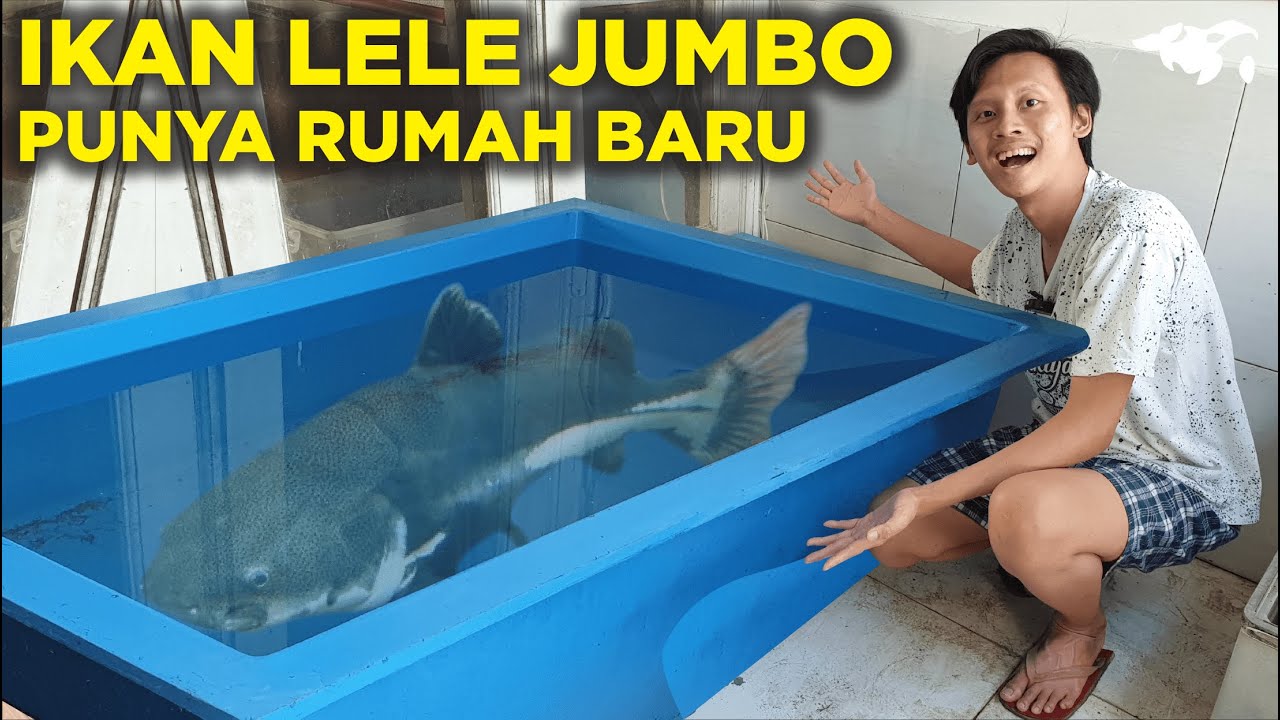 IKAN RED TAIL CATFISH JUMBO PINDAH KE KOLAM BAK FIBER BARU, LELE PREDATOR RAKUS