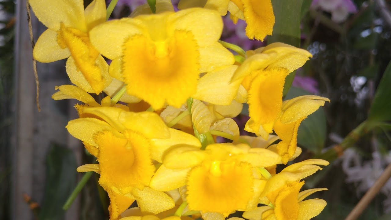 Dendrobium e seu cultivo, Parte 3:  o grupo do Den. densiflorum e afins
