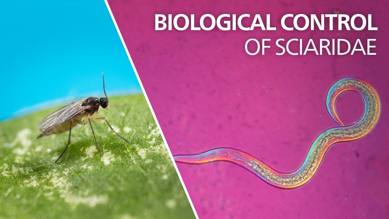 Biological control of sciarid flies - Steinernema feltiae
