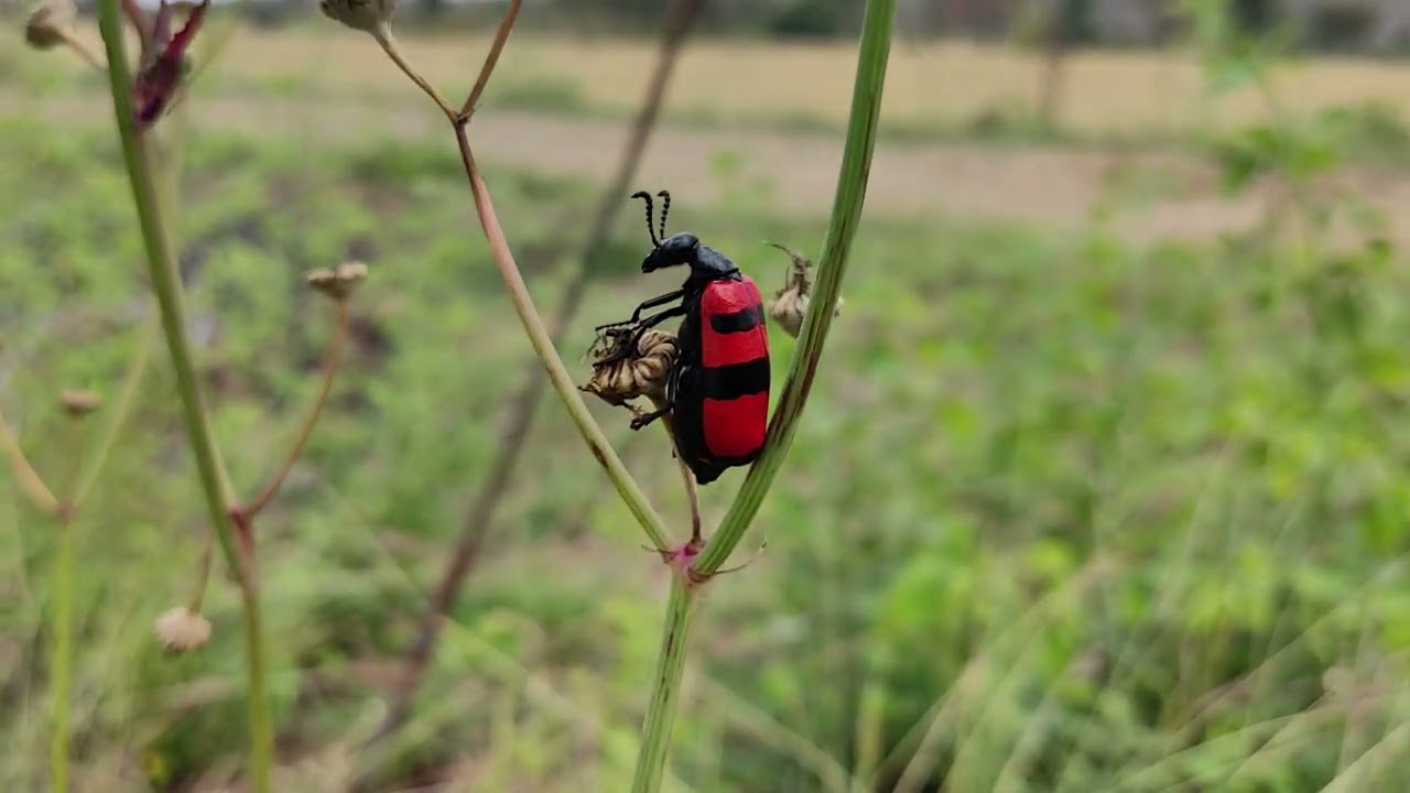 Northern Blisterbeetles (Genus Mylabris)