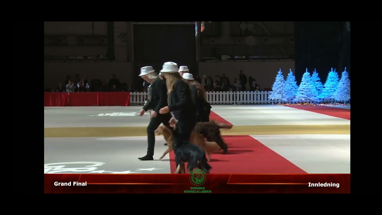 Stockholms hundmässa 2022 Grand Final - Freestyle show