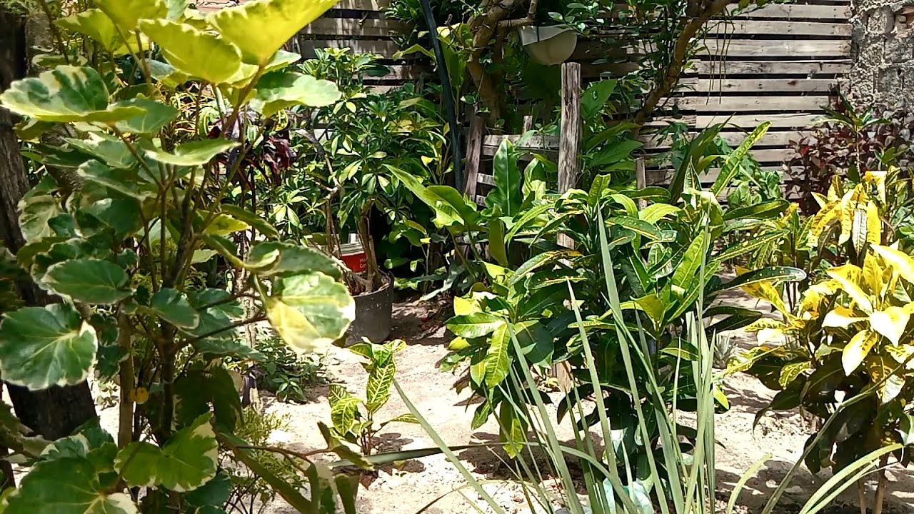 O sol apareceu e as plantas brilharam.