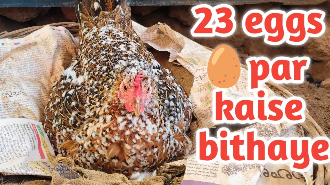Murgi Ko 23 Ando Par Kaise Bithaye 🥚
