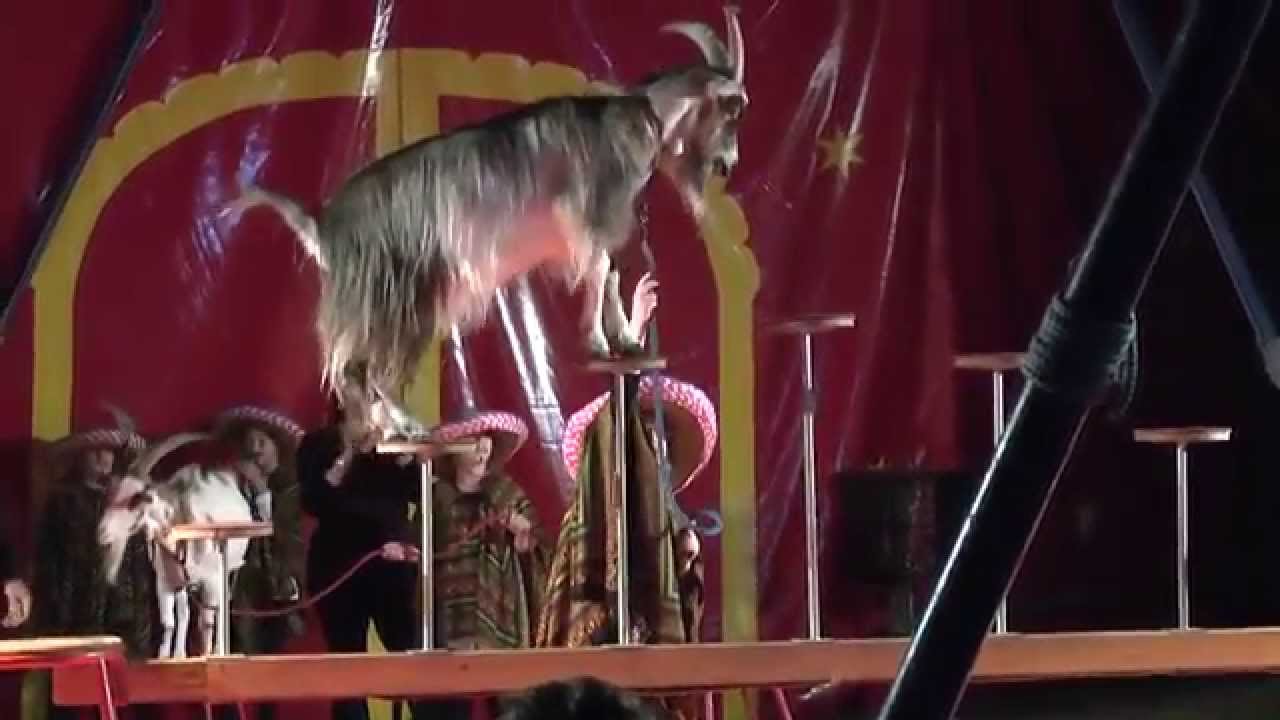 Projekt Circus  2012 HD