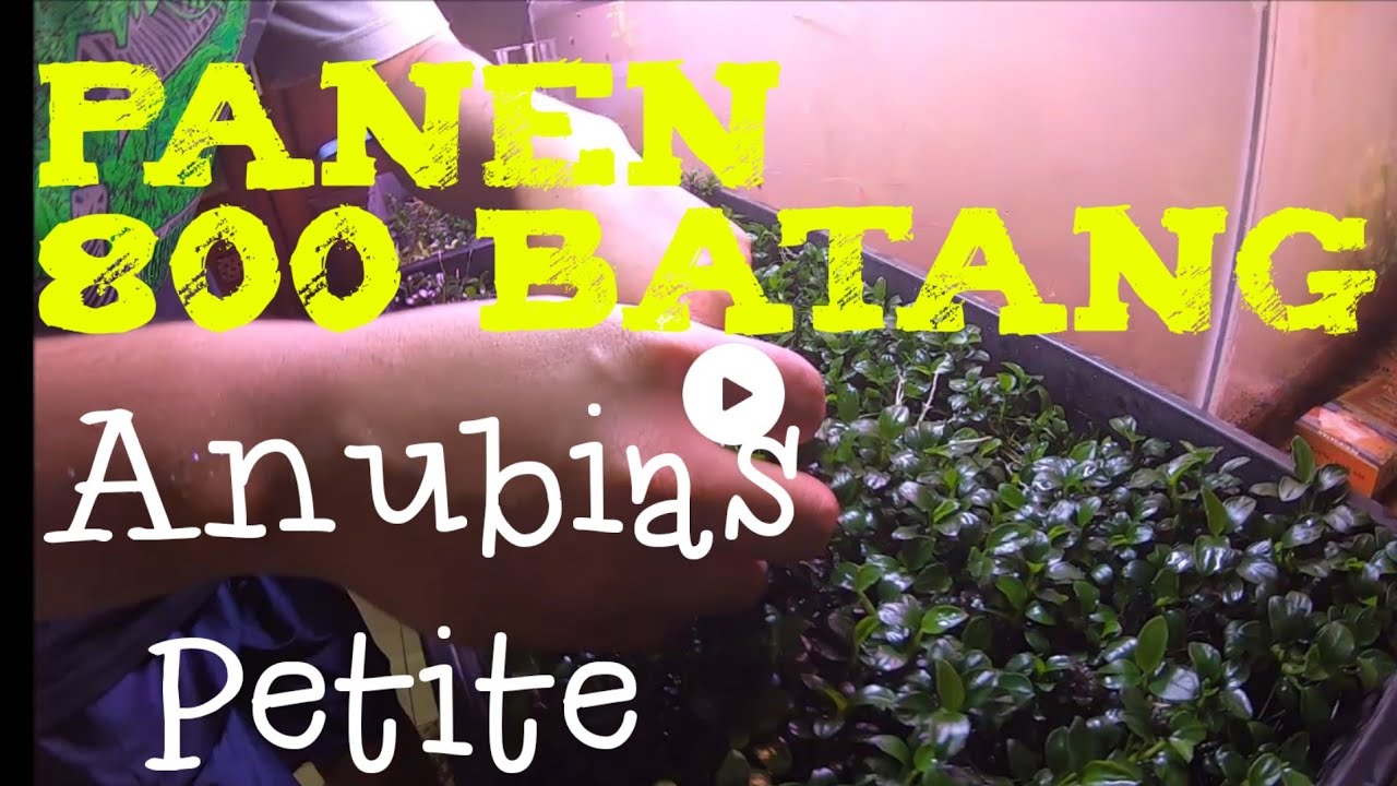 Memanen Anubias Petite Hasil Budidaya | Harvesting Anubias Petite