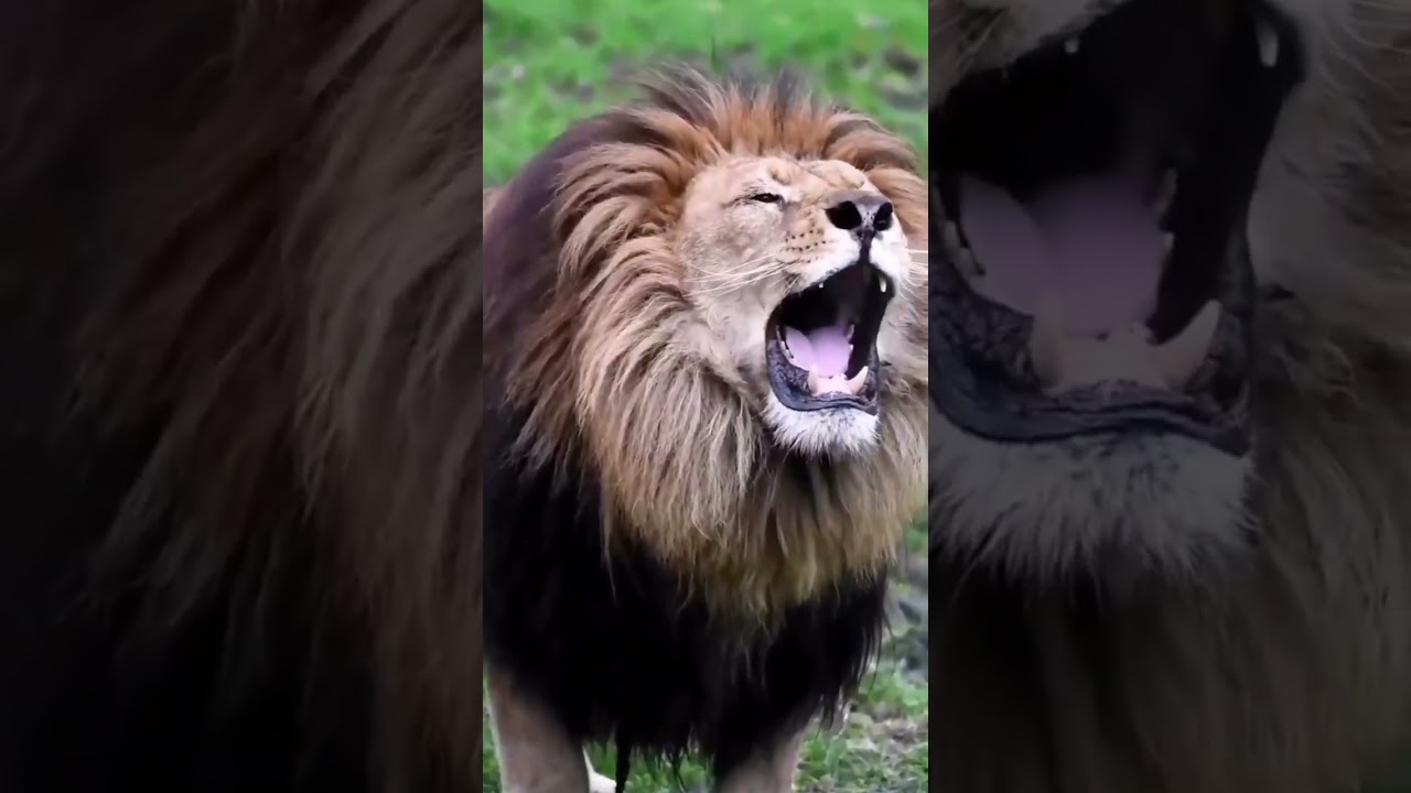 Un Lion qui Rugit