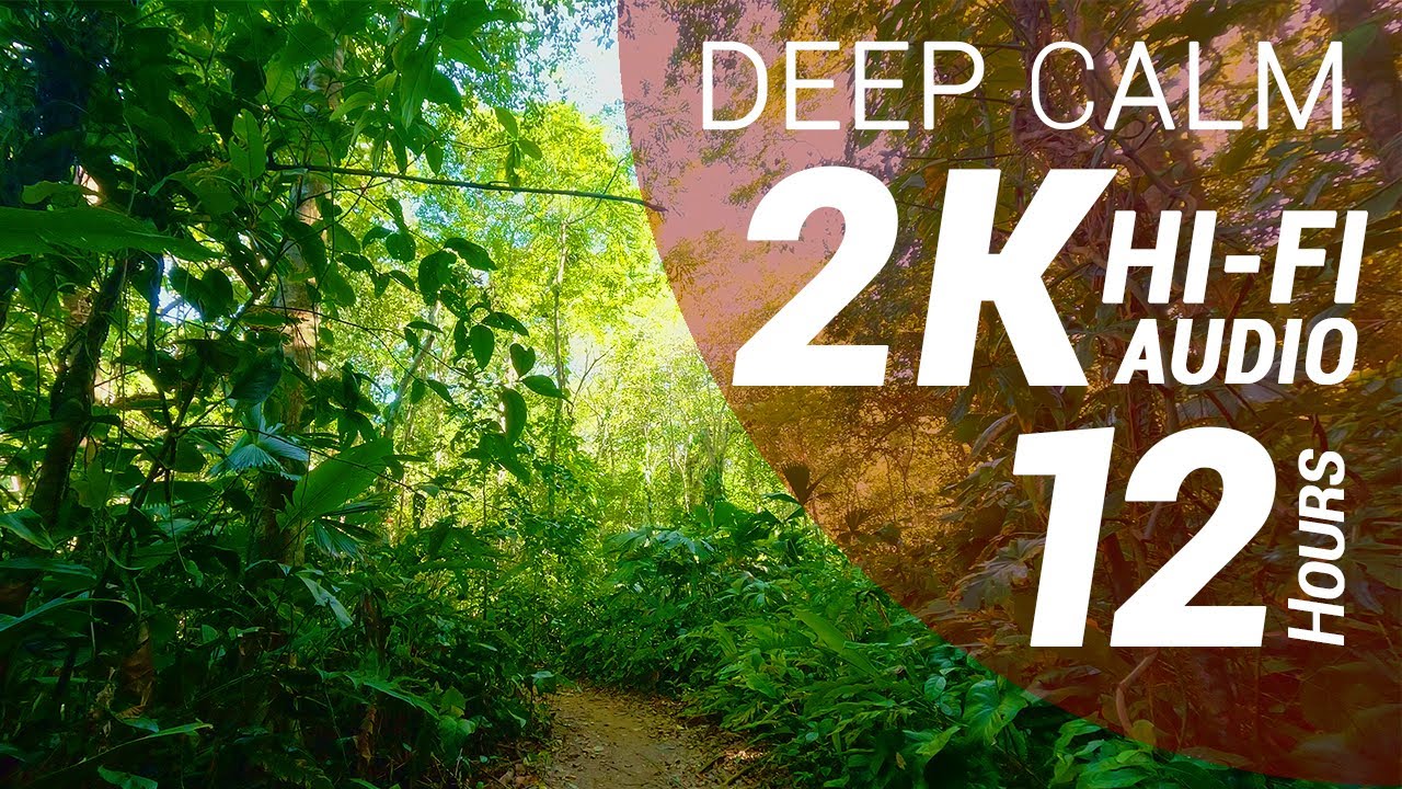 12 Hours of Jungle and Waves Sounds - Tropical Wet Forest (2K - Hi-Fi Audio - No Talking)