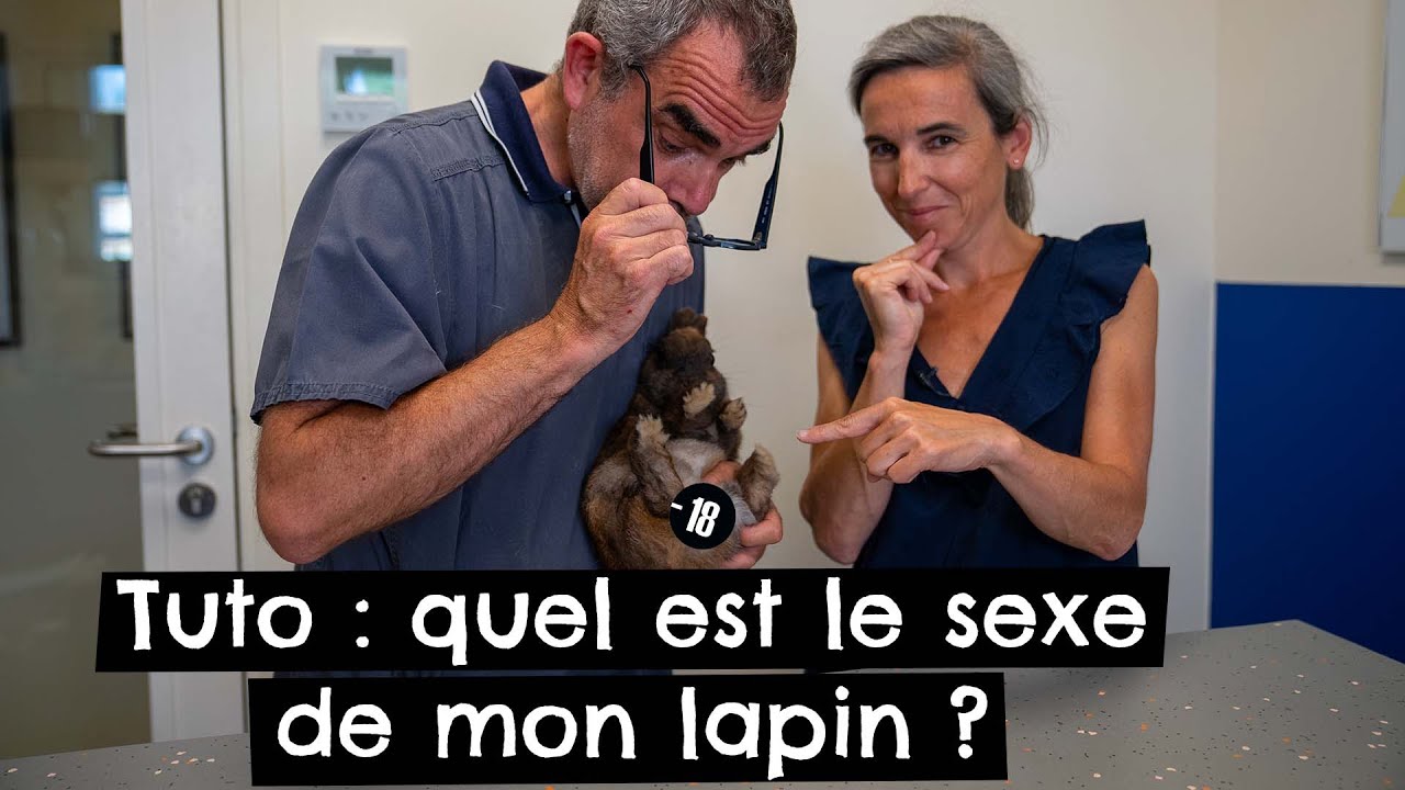 Tuto : quel est le sexe de mon lapin ? 🐰