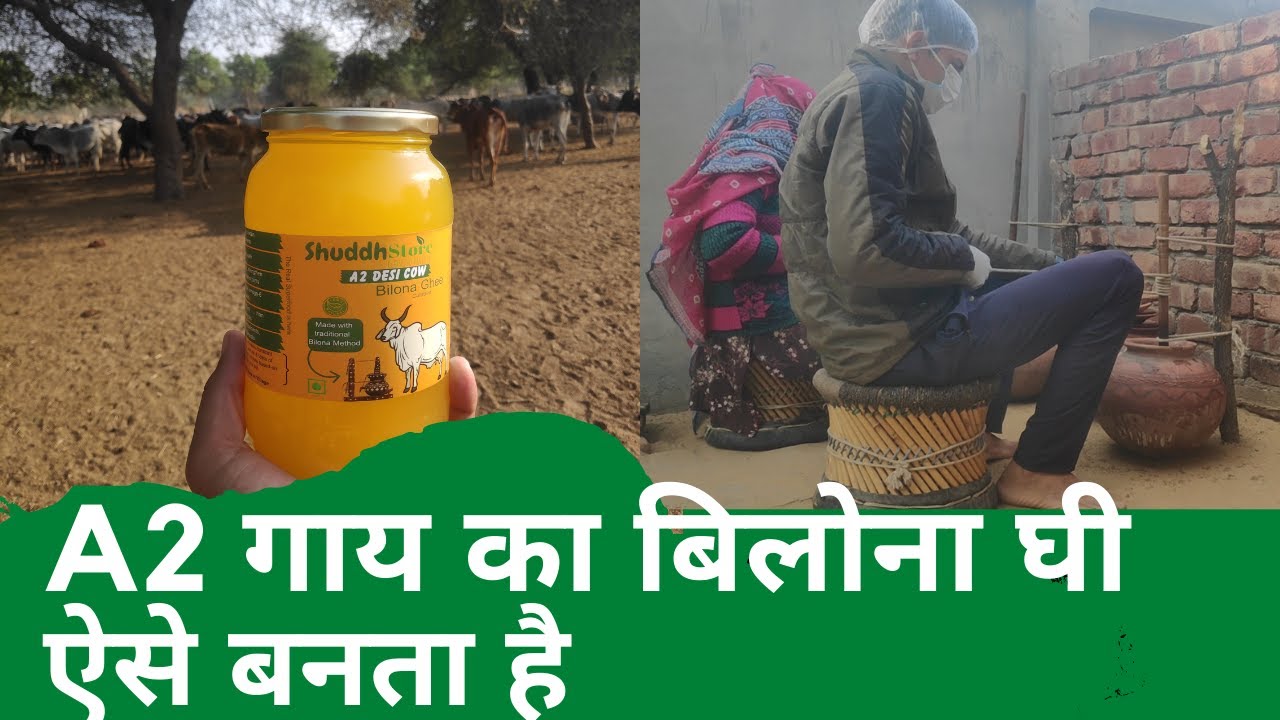 A2 Cow Vedic Bilona Ghee Making Process || वैदिक बिलोना घी कैसे बनता है || Nyutam