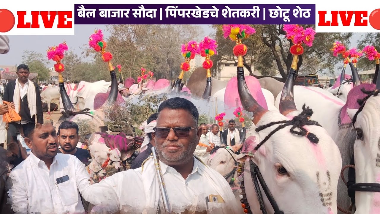 भाऊंनी घेतलाच बैल सौदा | LIVE बैल सौदा | चाळीसगाव बैल बाजार छोटू शेठ | पिंपरखेडचे शेतकरी 🔴