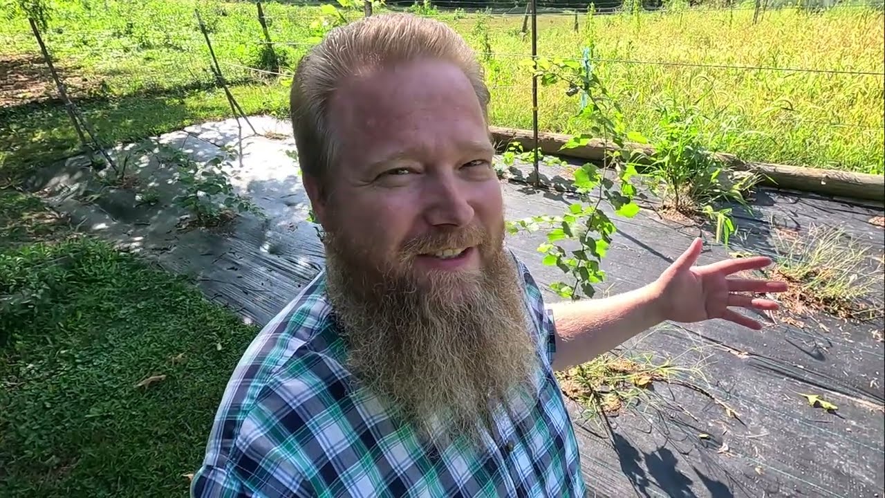 Grape Vine Pruning and Training Plus Backyard Philosophy
