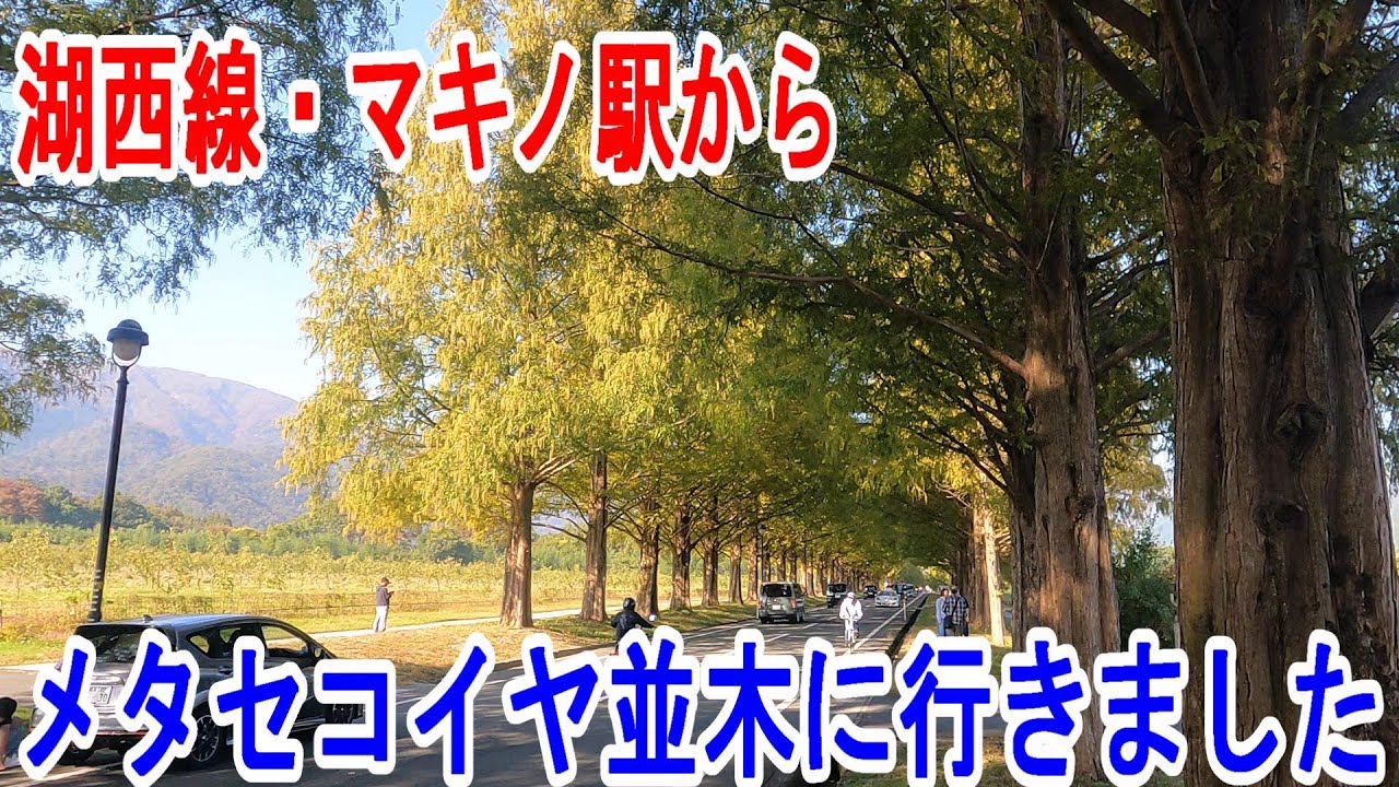 【4K滋賀観光】JR湖西線・マキノ駅からメタセコイヤ並木に行きました～20231103-02～Japan Railway Makino Station～
