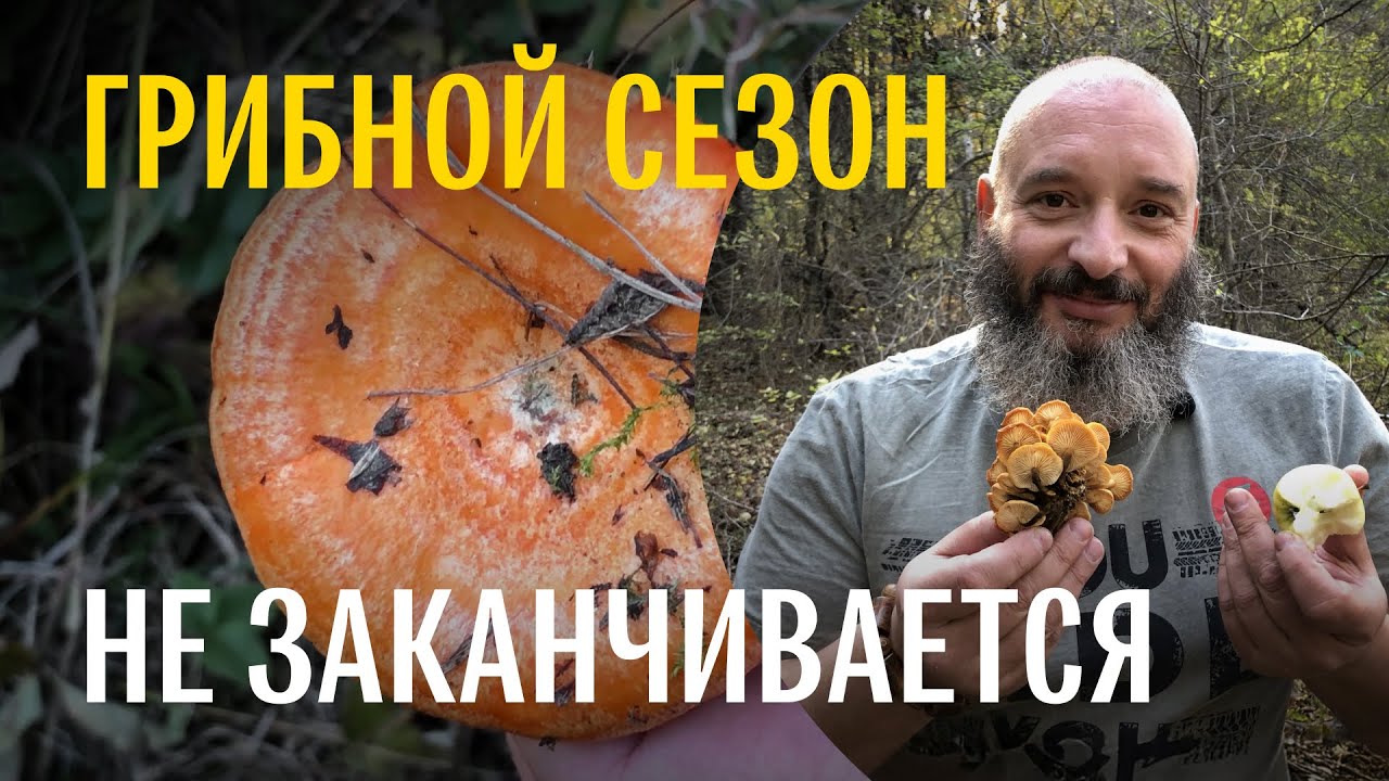 Рыжики, маслята, навозники и другие. Сбор грибов в окрестностях Тбилиси. Михаил Вишневский