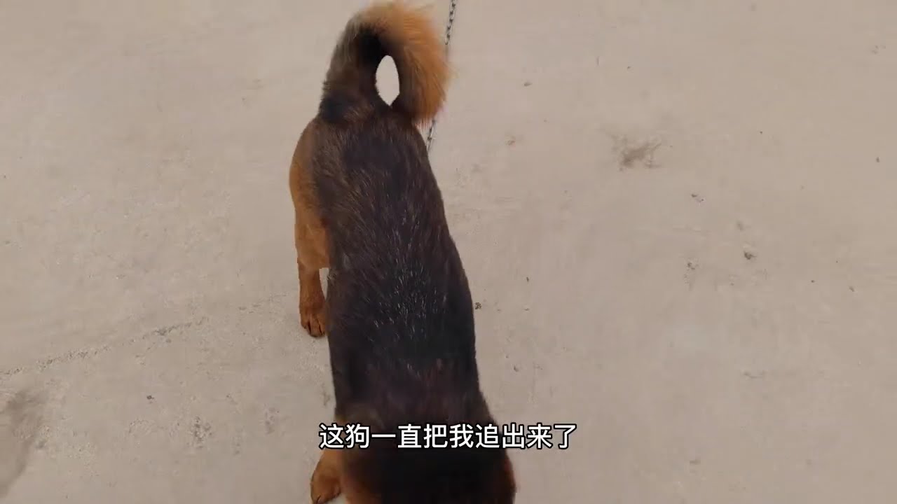 在户县天师钟馗故里阿姑泉村，村子环境幽静，找个便宜旅社住下了，炒面用大铁盘上，面量太惊人#旅游 #周边游 #小镇