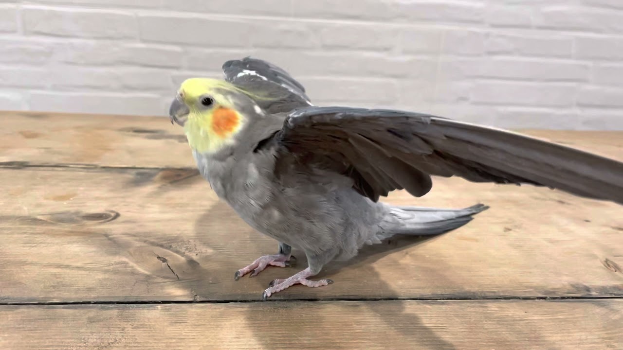 A wise bird once said…
