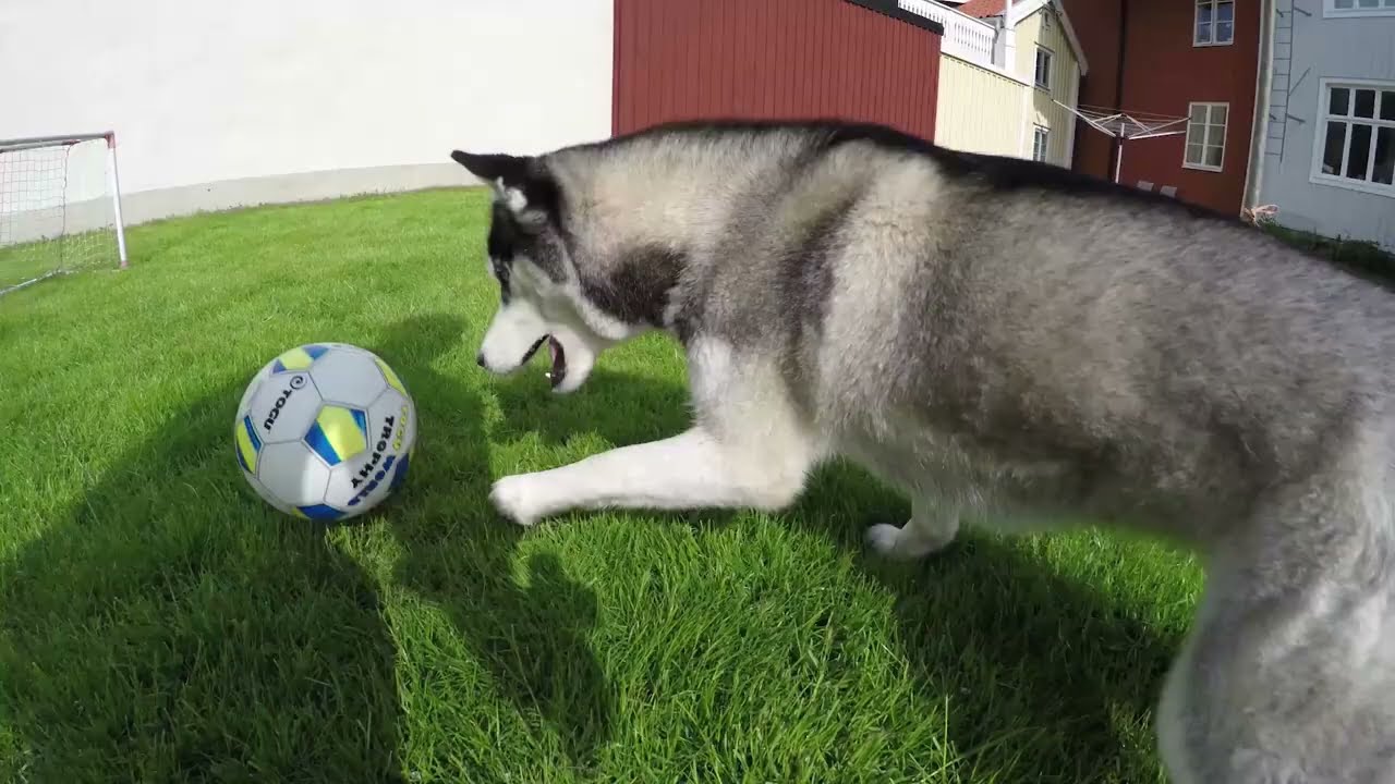 Siberian Husky Highlights