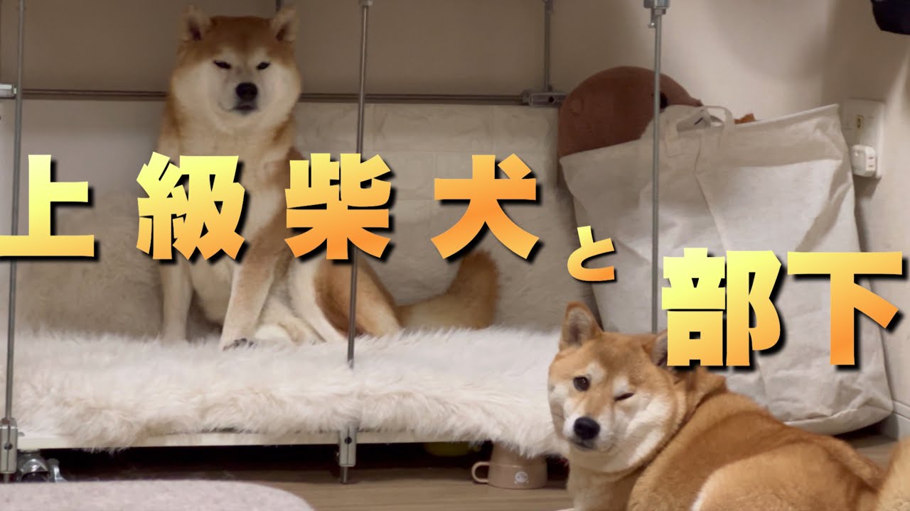 新設されたベッドを真っ先に使用して、気分はもう王様な上級柴犬