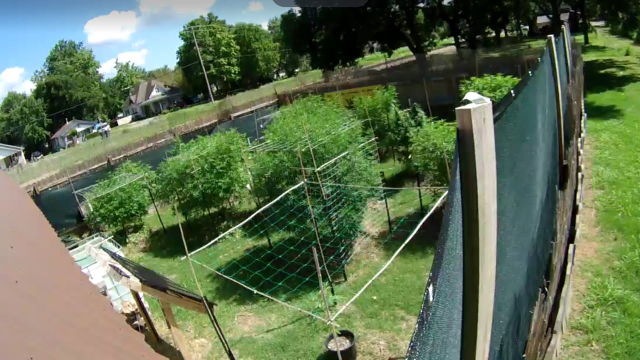 Growing trees in the city![Oklahoma outdoor cannabis garden tour] #cannabis #organic #urbanfarmer