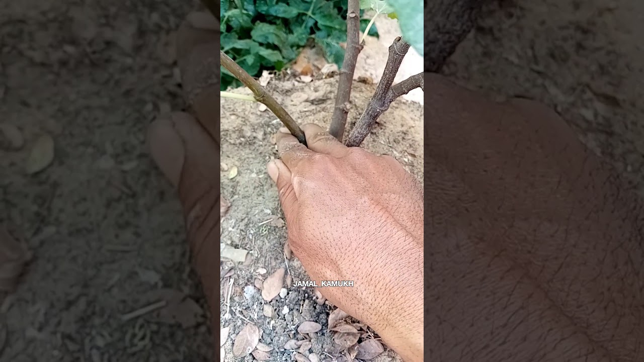 معلومه مهمه عن شتلات التين قبل الغرس